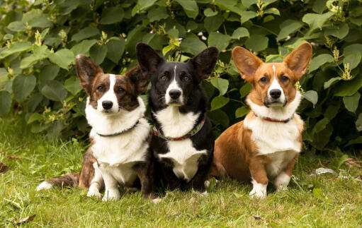 Pembroke Welsh Corgi Dogs Dog Breeds