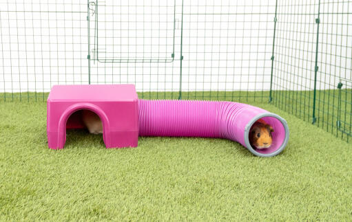 Guinea Pigs in Purple Zippi Shelter and Play Tunnel