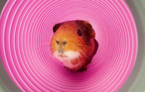 Guinea Pig in Zippi Play Tunnel