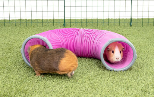 Guinea Pigs in Zippi Play Tunnel