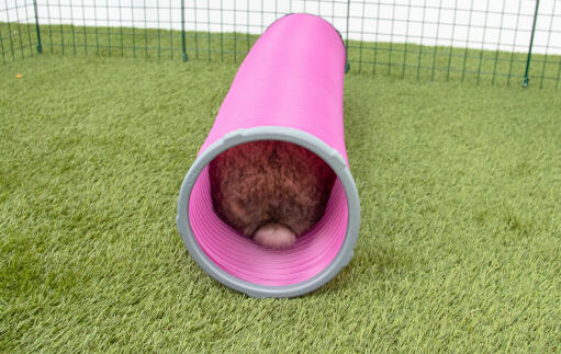 Rabbit in Zippi Play Tunnel