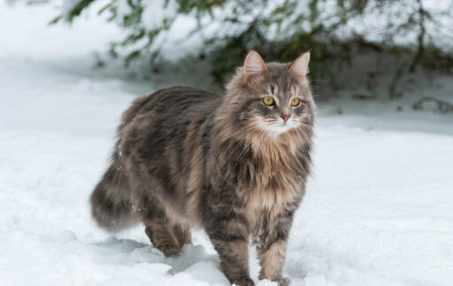 Siberian cat out in the snow