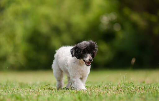 A lovely, little Chinese Crested puppy, strolling on the grass