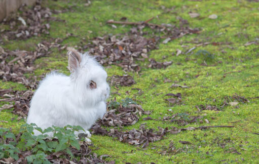 An Angora rabbit with an incredible white coat and fluffy ears