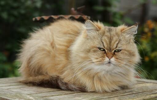 A beautiful golden Persian curled up outside