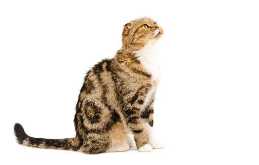 A beautiful marbled tabby Scottish Fold