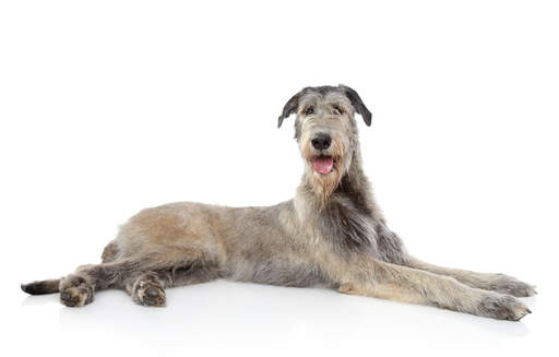 Grey wolfhound discount
