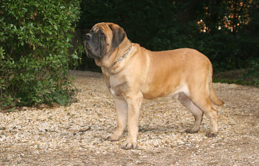 Mastiff-Outside