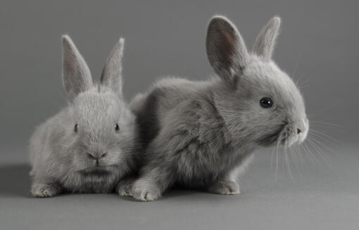 Two Lilac bunnies against a grey background