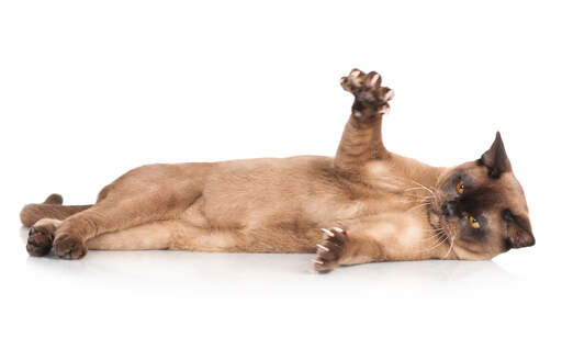 A cute chocolate burmese cat stretching out its claws