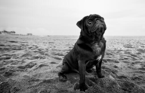 A black and white Pug sitting neatly on the sand, waiting for a command