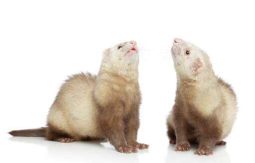 Two wonderful Champagne Ferrets with their noses in the air