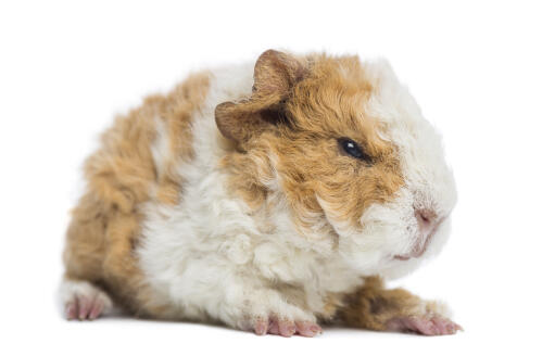 A close up of an Alpaca Guinea Pig's beautiful little face