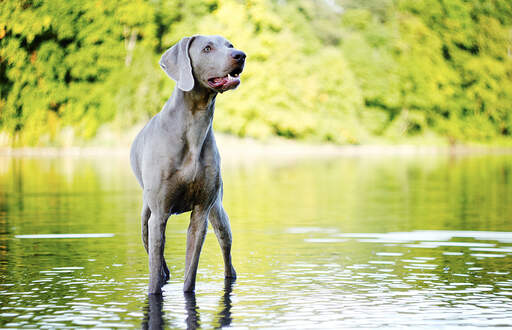 Weimaraner Dogs Dog Breeds