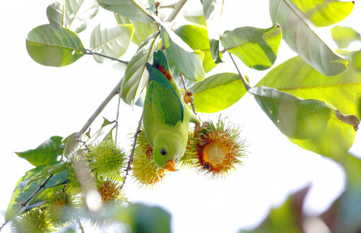 A beautiful Vernal Hanging Parrot hanging from a fruit tree