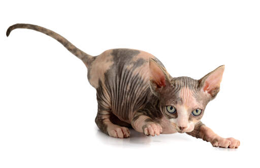 A playful Sphynx kitten