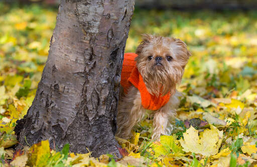 A beautiful little Brussels Griffon poking it's head around a tree