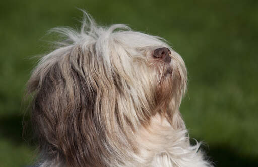 A close up of a Polish Lowland Sheepdog's beautiful little nose