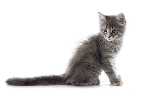 An inquisitive Turkish Angora kitten