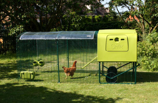 Side view of Eglu Cube Chicken Coop with run, clear cover and chicken