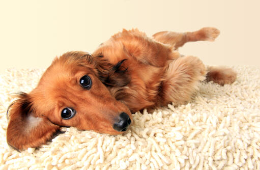 A healthy, young Dachshund with an incredibly soft coat