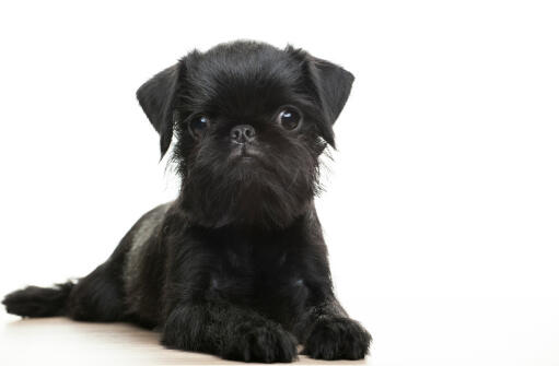Griffon-Bruxellois-Puppy-Black