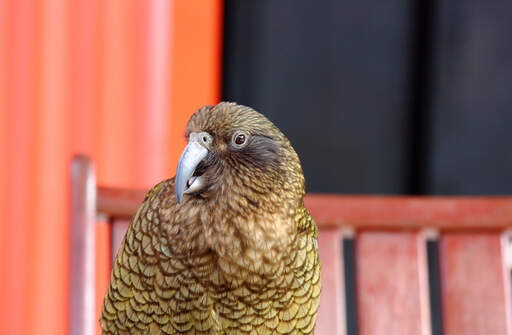 A close up of a Kea's beautiful eyes