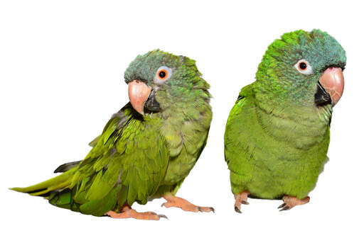 Two lovely Blue Crowned Parakeets standing together