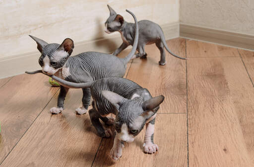 Sphynx kittens happily playing