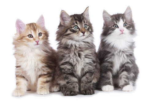 Norwegian forest sales cat kittens available