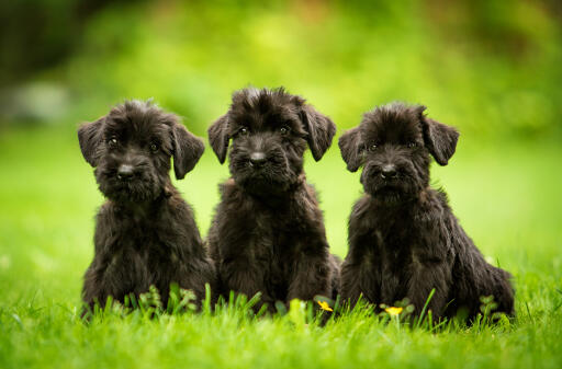 Giant-Schnauzer-Puppies