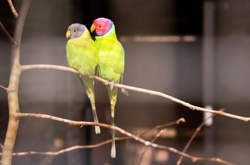 Two beautiful Plum Headed Parakeets perched together in a tree