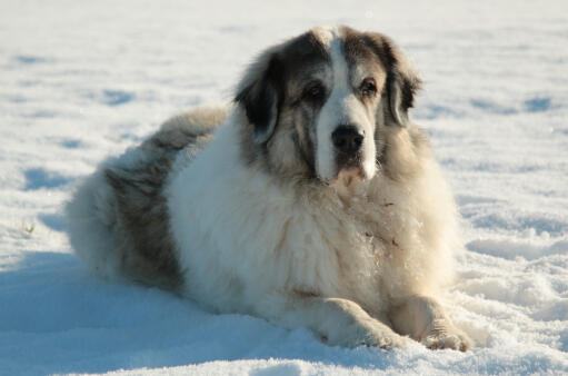 Pyrenean-Mastiff-Lying-Down