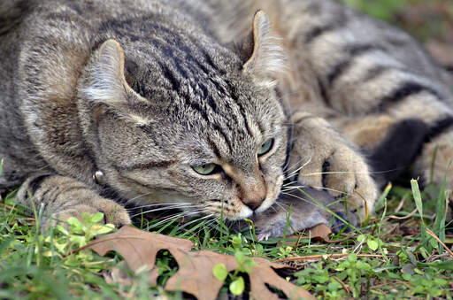 A large highlander cat with curled ears and polydactyl paws