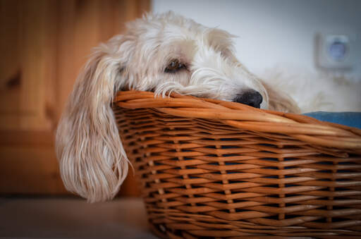 a Basset Griffon Vendeen Petit snoozing in his basket