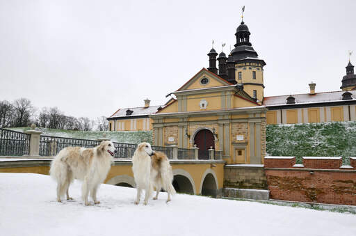 Two healthy, adult Borzois standing tall outside on the snow