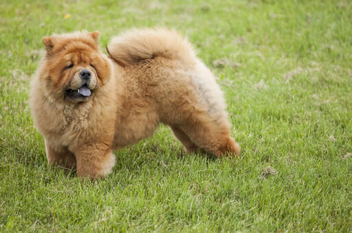 Mini chow shop chow full grown