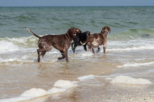 Some German short haired pointers on the beach