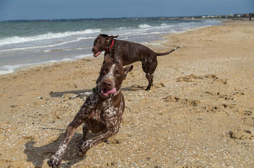 Two German short haired pointers enjoying the freedom of the beach