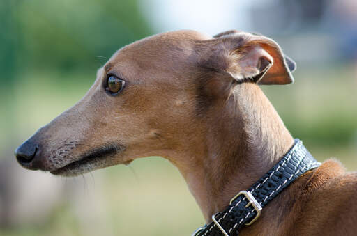 A close up of an Italian Greyhound's wonderful long nose