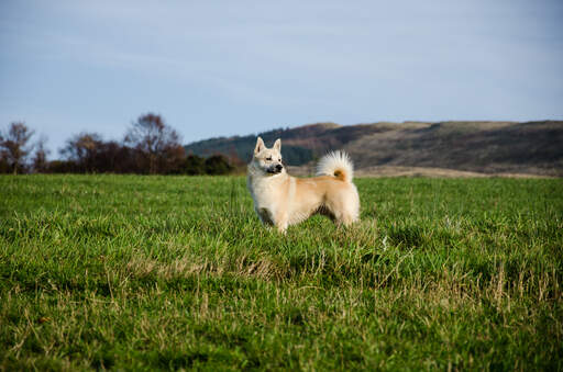 A Norwegian Buhund standing tall in the grass, showing off its big bushy tail