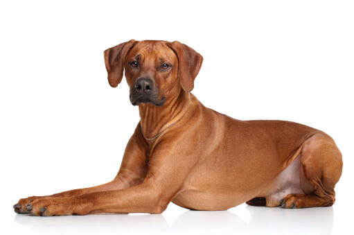 are poodles as smart as rhodesian ridgebacks