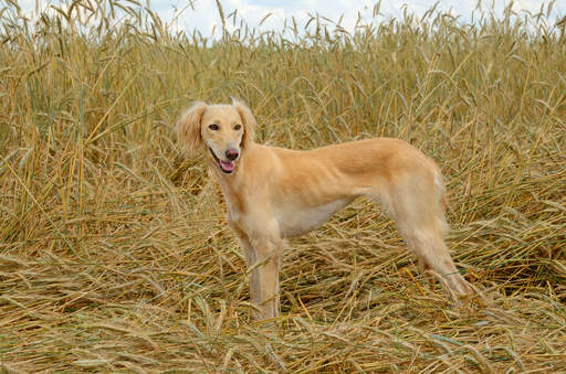An adult Saluki showing off it's wonderful, soft coat and slender build