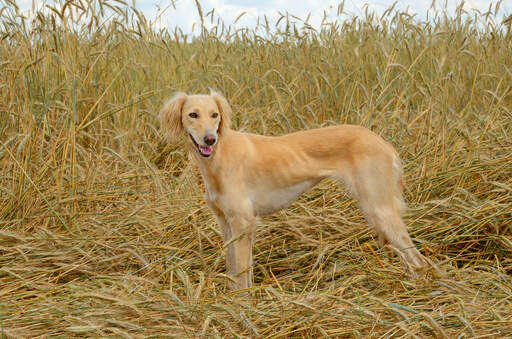 Saluki winter hot sale coats