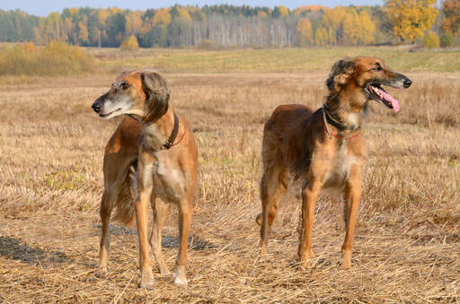 Two Salukis standing together, waiting patiently for a command from their owner