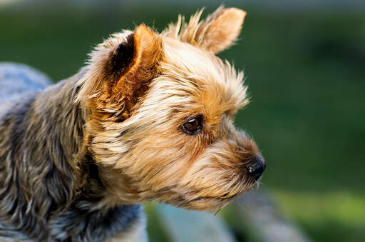 Yorkshire Terrier Dogs | Dog Breeds