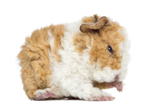 An Alpaca Guinea Pig with incredible thick curly fur