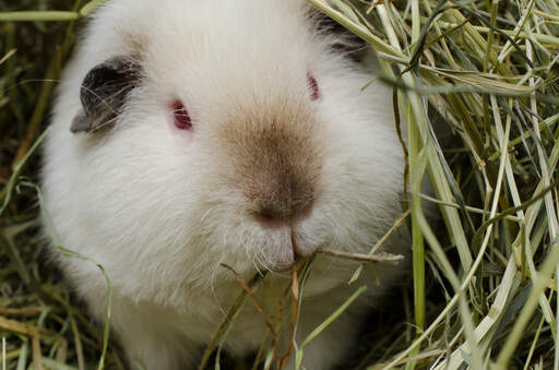 A white Teddy Guinea Pig with lovely little red eyes