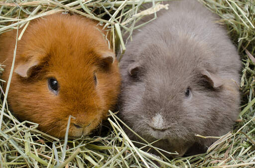 Two Teddy Guinea Pigs sitting together in their bedding