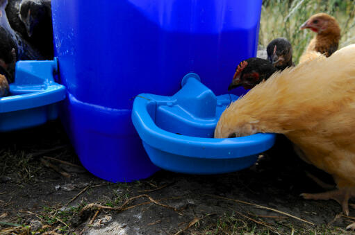 The Maxi Cup Drinker